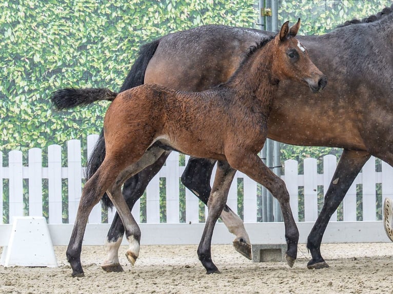 Westfaal Hengst Veulen (04/2026) Donkerbruin in Mnster-Handorf