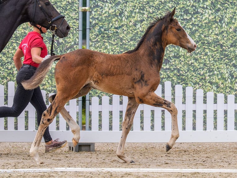 Westfaal Hengst Veulen (04/2026) Donkerbruin in Mnster-Handorf