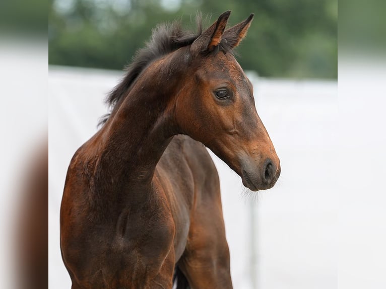 Westfaal Hengst veulen (05/2024) Donkerbruin in Münster-Handorf