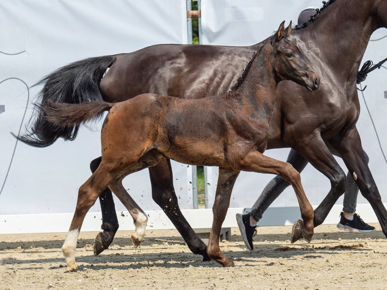 Westfaal Hengst veulen (06/2024) Donkerbruin in Münster-Handorf