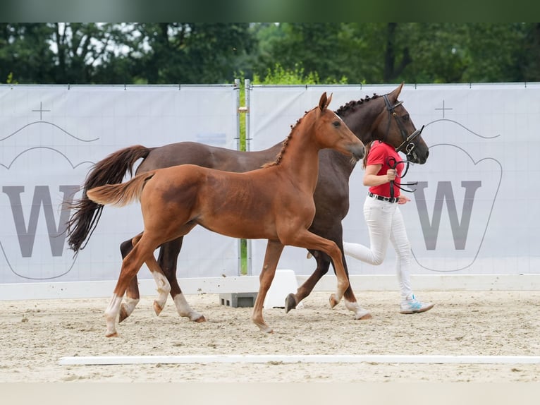 Westfaal Hengst veulen (03/2024) Donkere-vos in Ostercappeln