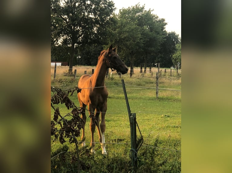 Westfaal Hengst Veulen (05/2025) Donkere-vos in Minden