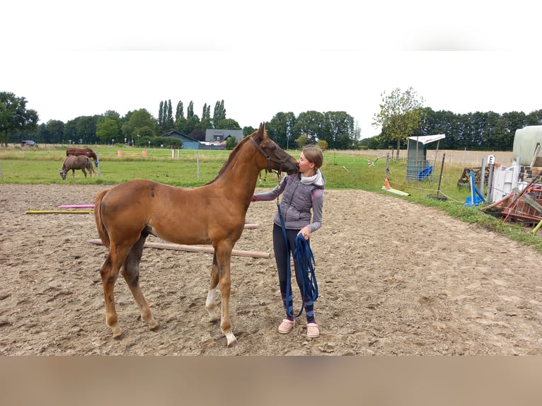 Westfaal Hengst Veulen (05/2025) Donkere-vos in Minden