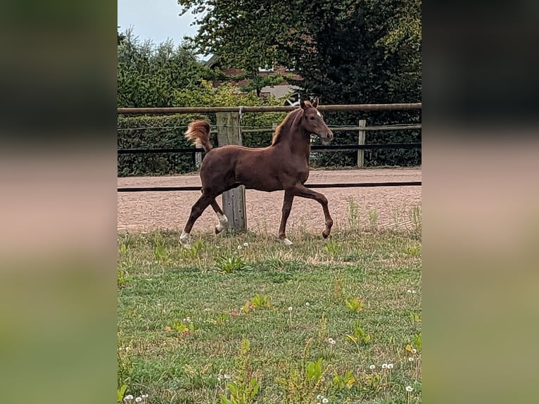 Westfaal Hengst Veulen (05/2026) Donkere-vos in Petershagen