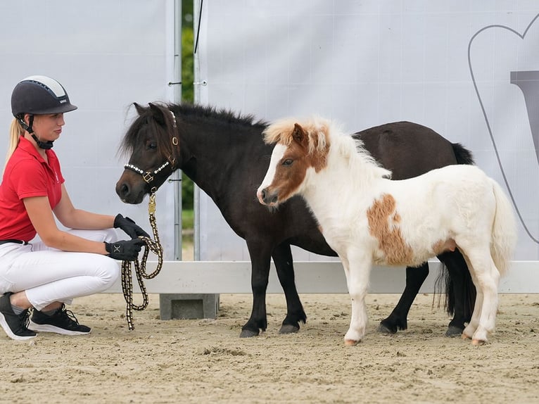 Westfaal Hengst veulen (05/2024) Gevlekt-paard in Münster-Handorf