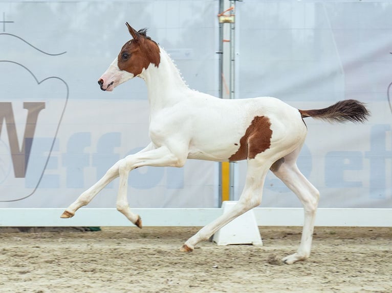 Westfaal Hengst veulen (06/2024) Gevlekt-paard in Münster-Handorf