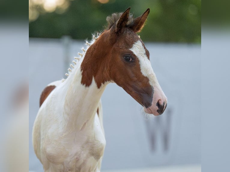 Westfaal Hengst veulen (06/2024) Gevlekt-paard in Münster-Handorf