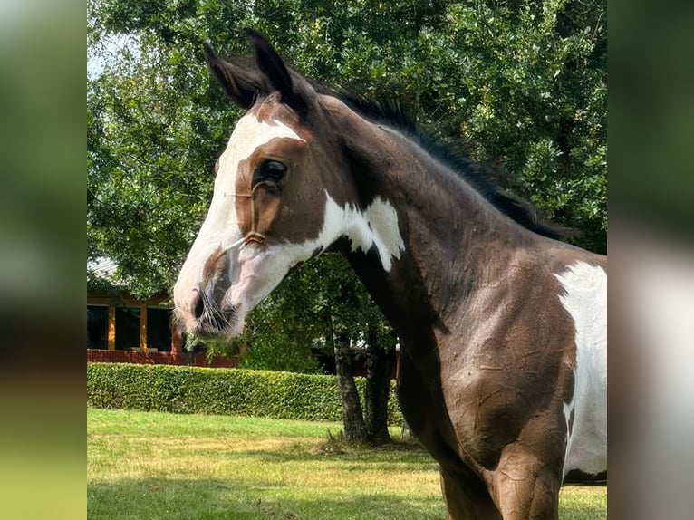 Westfaal Hengst veulen (05/2024) Gevlekt-paard in Münster-Handorf