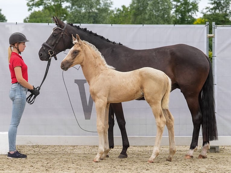 Westfaal Hengst veulen (04/2024) Palomino in Münster-Handorf