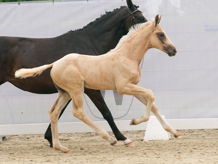 Westfaal Hengst veulen (04/2024) Palomino in Münster-Handorf