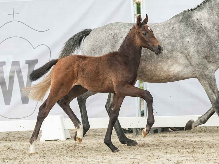 Westfaal Hengst veulen (04/2024) Schimmel in Münster-Handorf