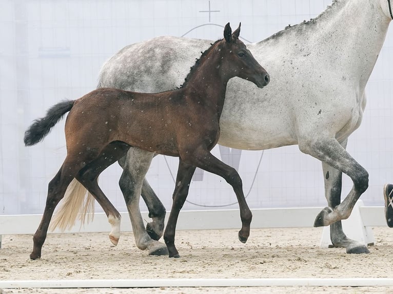 Westfaal Hengst veulen (04/2024) Schimmel in Münster-Handorf