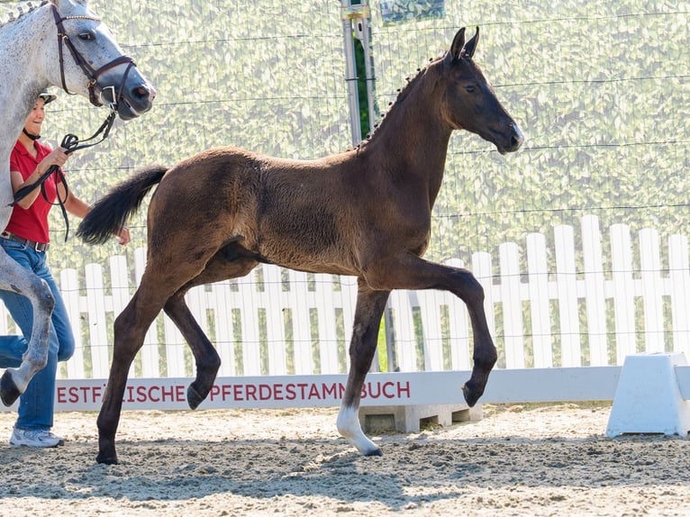 Westfaal Hengst Veulen (04/2026) Schimmel in Riesenbeck