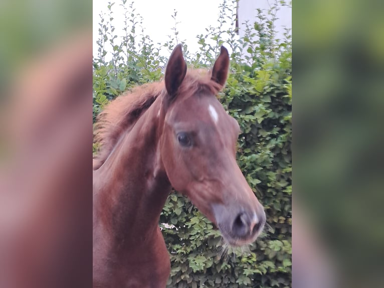Westfaal Hengst Veulen (04/2025) Vos in Eichst&#xE4;tt