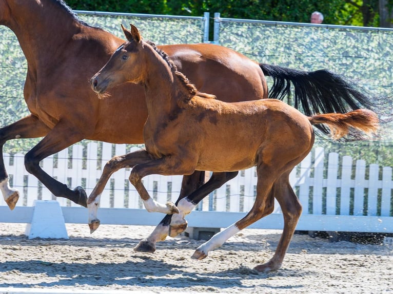 Westfaal Hengst Veulen (04/2026) Vos in Mnster-Handorf