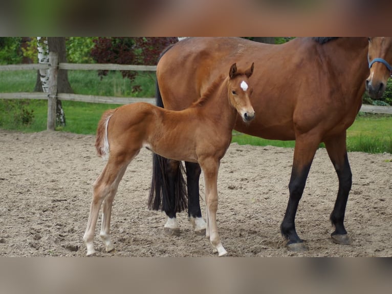 Westfaal Hengst Veulen (04/2026) Vos in Neuenkirchen-Vörden