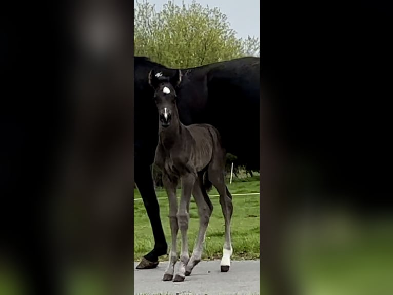 Westfaal Hengst  Zwart in Emden