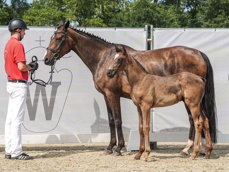 Westfaal Hengst veulen (06/2024) Zwart in Münster-Handorf