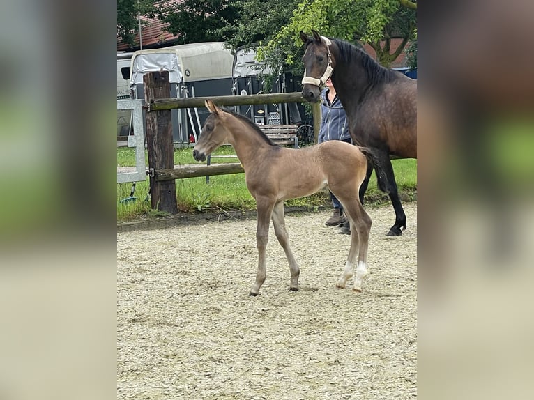 Westfaal Hengst veulen (06/2024) Zwart in Münster