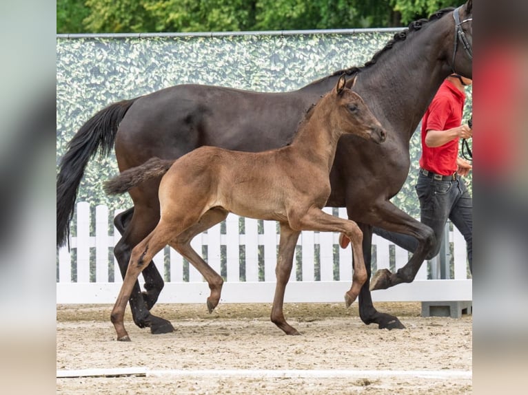 Westfaal Hengst Veulen (05/2025) Zwart in Westerstede