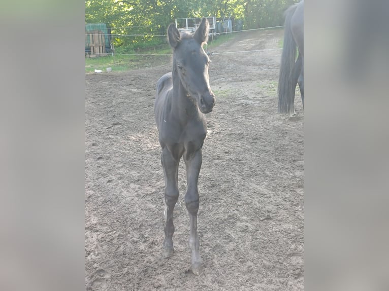 Westfaal Hengst Veulen (05/2026) Zwartbruin in Bad Laasphe