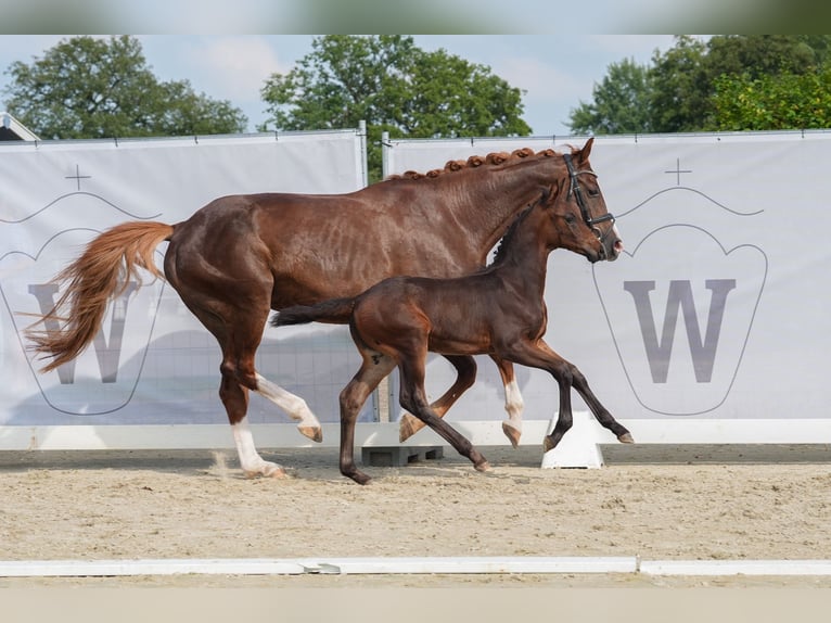 Westfaal Hengst veulen (06/2024) Zwartbruin in Drolshagen