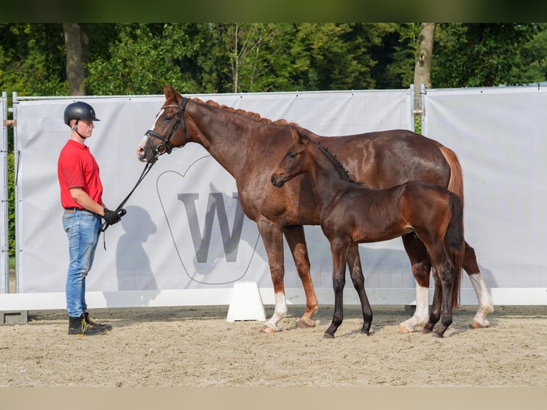 Westfaal Hengst veulen (06/2024) Zwartbruin in Drolshagen