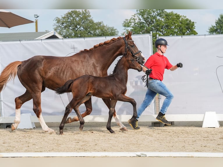 Westfaal Hengst veulen (06/2024) Zwartbruin in Drolshagen