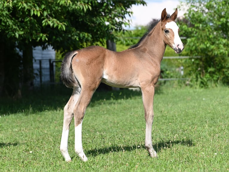 Westfaal Hengst veulen (05/2024) Zwartbruin in Reichenwalde