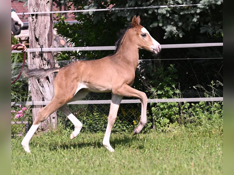 Westfaal Hengst veulen (05/2024) Zwartbruin in Reichenwalde