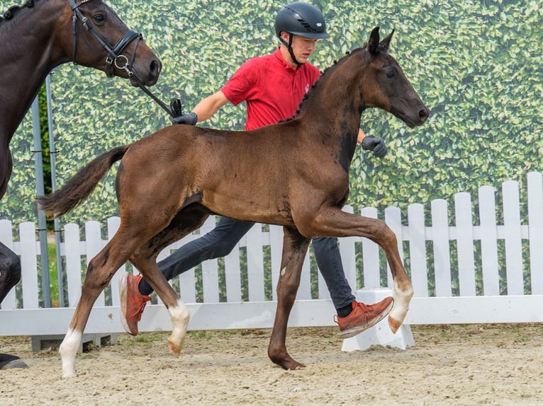 Westfaal Hengst Veulen (04/2026) Zwartbruin in Mnster-Handorf