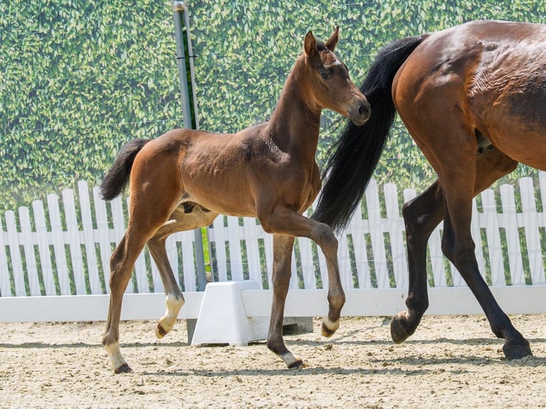 Westfaal Hengst Veulen (05/2026) Zwartbruin in Mnster-Handorf