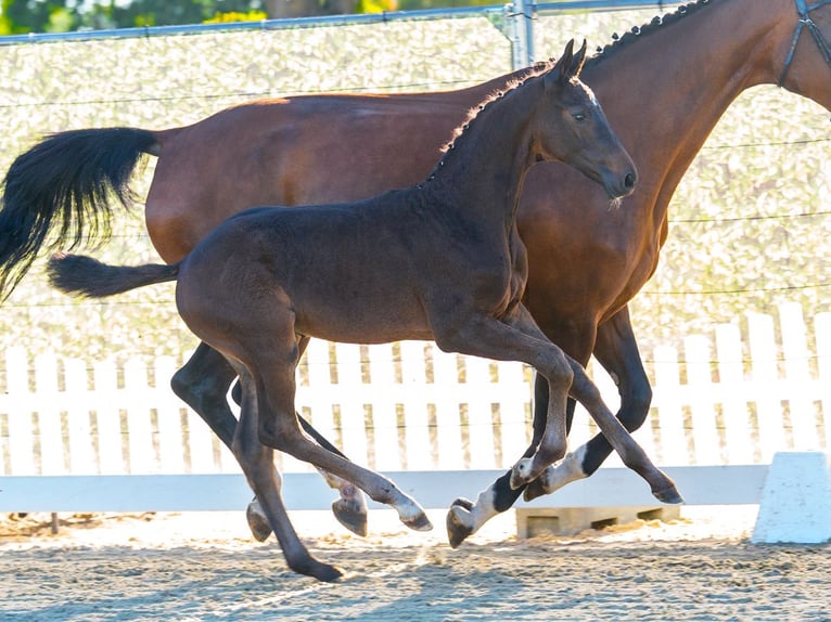 Westfaal Hengst Veulen (05/2026) Zwartbruin in Mnster-Handorf