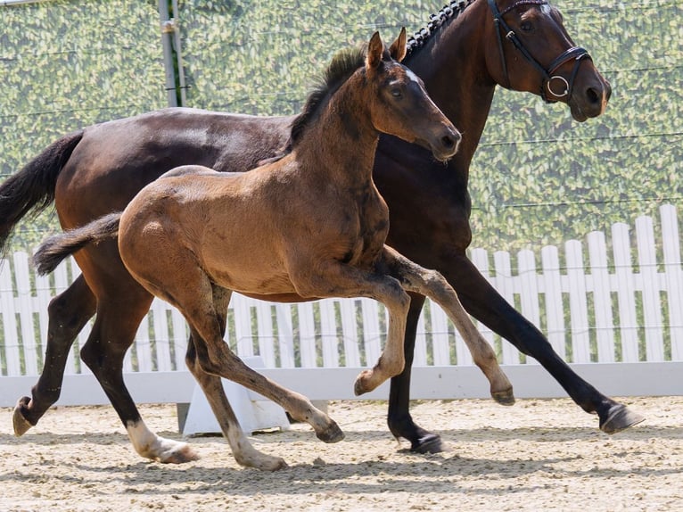 Westfaal Hengst Veulen (04/2026) Zwartbruin in Mnster-Handorf