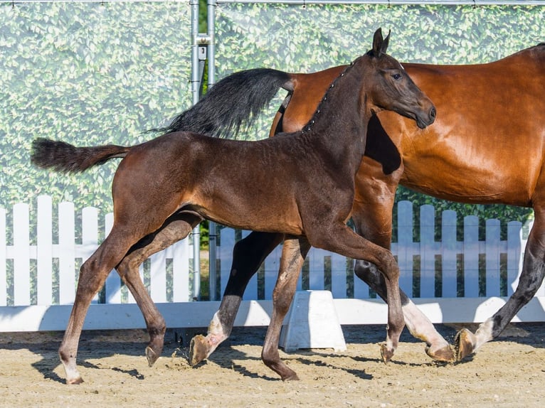 Westfaal Hengst Veulen (05/2026) Zwartbruin in Mnster-Handorf