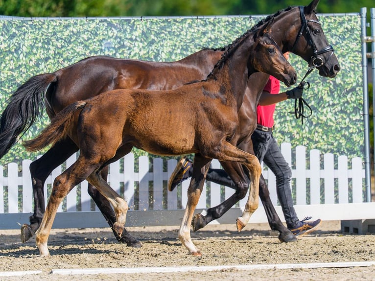 Westfaal Hengst Veulen (04/2026) Zwartbruin in Mnster-Handorf