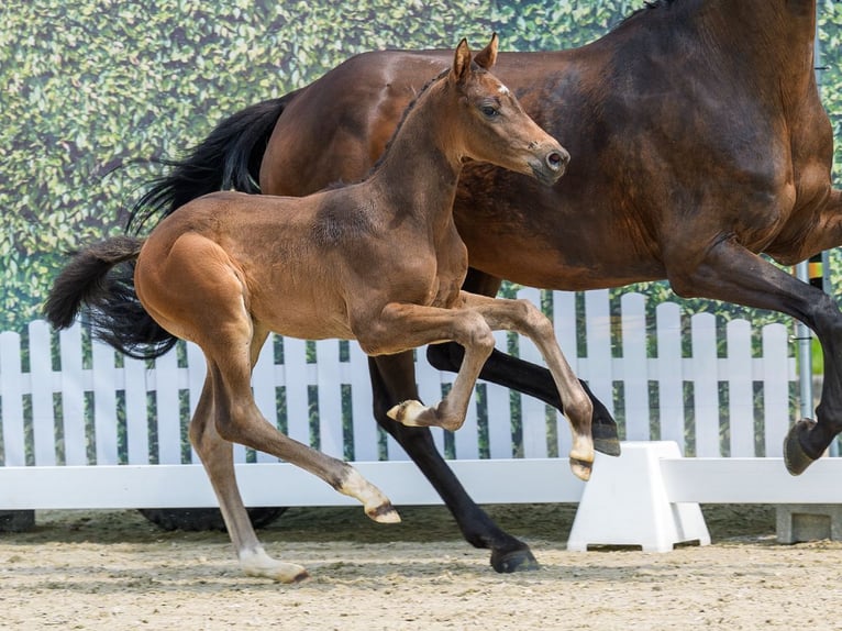 Westfaal Hengst Veulen (05/2026) Zwartbruin in Mnster-Handorf
