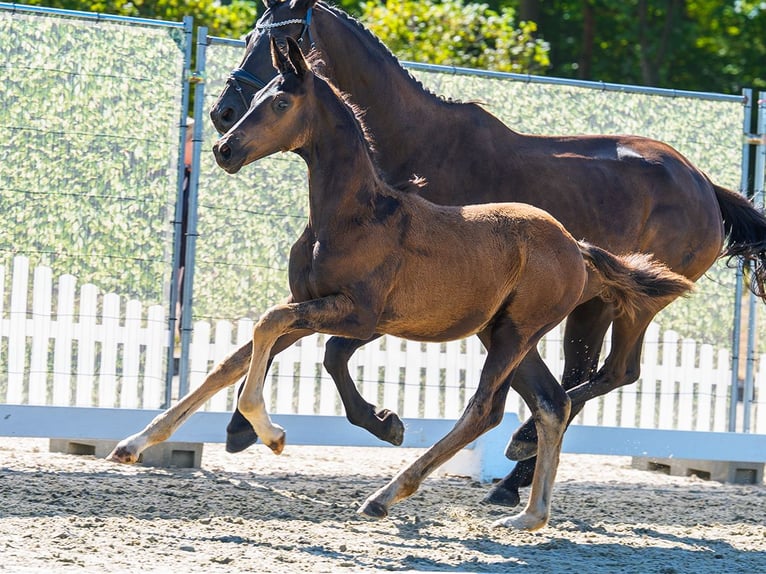 Westfaal Hengst Veulen (04/2026) Zwartbruin in Mnster-Handorf