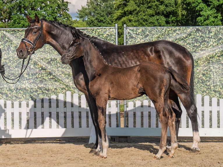 Westfaal Hengst  Zwartbruin in M&#xFC;nster Handorf
