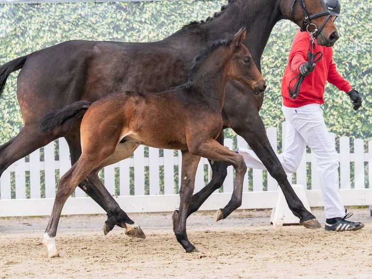 Westfaal Hengst Veulen (02/2026) Zwartbruin in Münster-Handorf