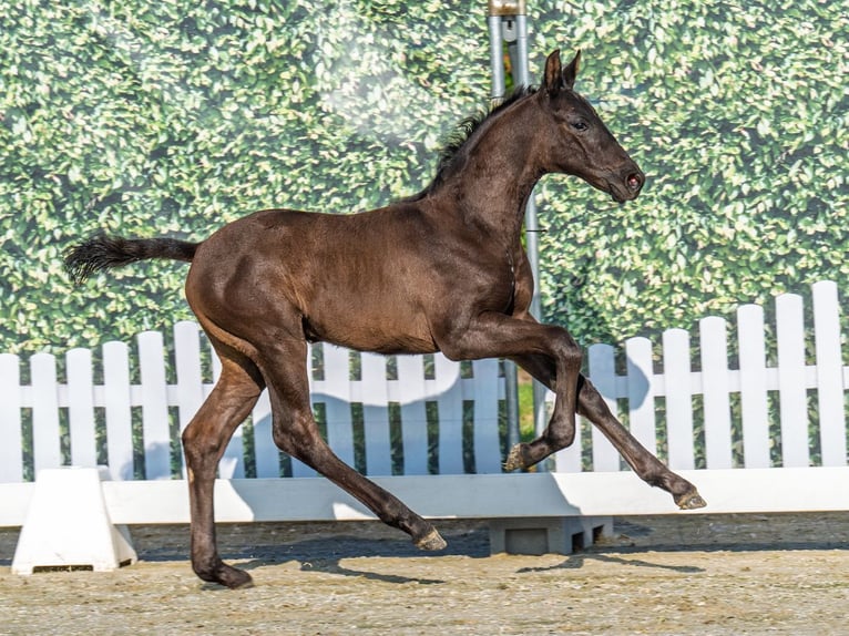 Westfaal Hengst  Zwartbruin in M&#xFC;nster Handorf