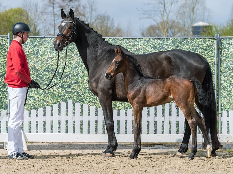 Westfaal Hengst Veulen (02/2026) Zwartbruin in Münster-Handorf