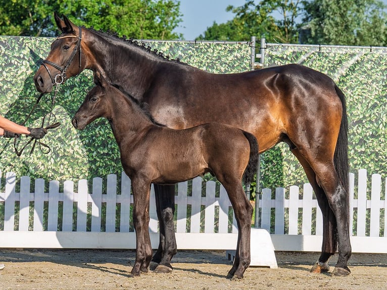 Westfaal Hengst  Zwartbruin in M&#xFC;nster Handorf