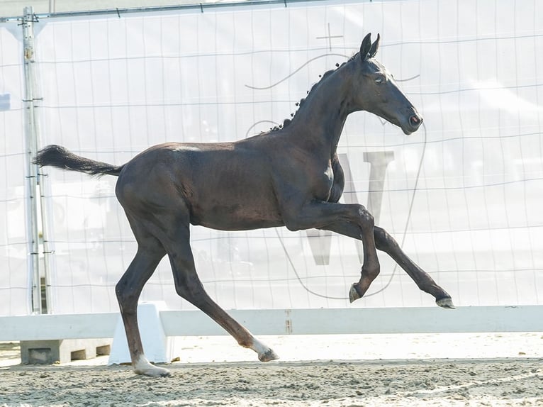 Westfaal Hengst veulen (04/2024) Zwartbruin in Osburg