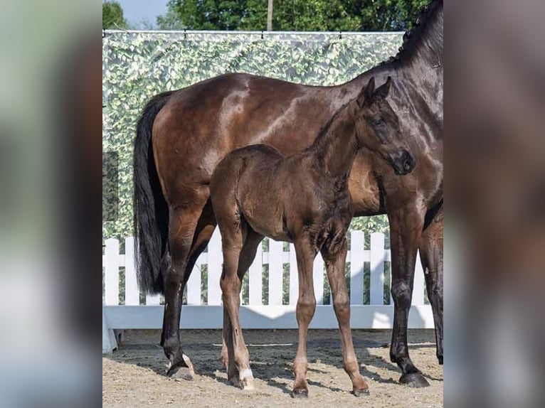 Westfaal Hengst Veulen (04/2025) Zwartbruin in Verl