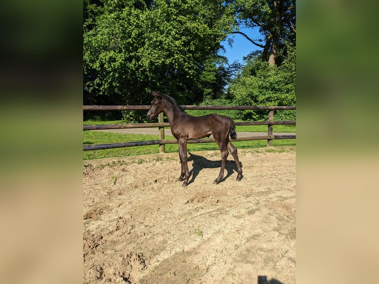 Westfaal Hengst veulen (04/2024) Zwartbruin in Vreden