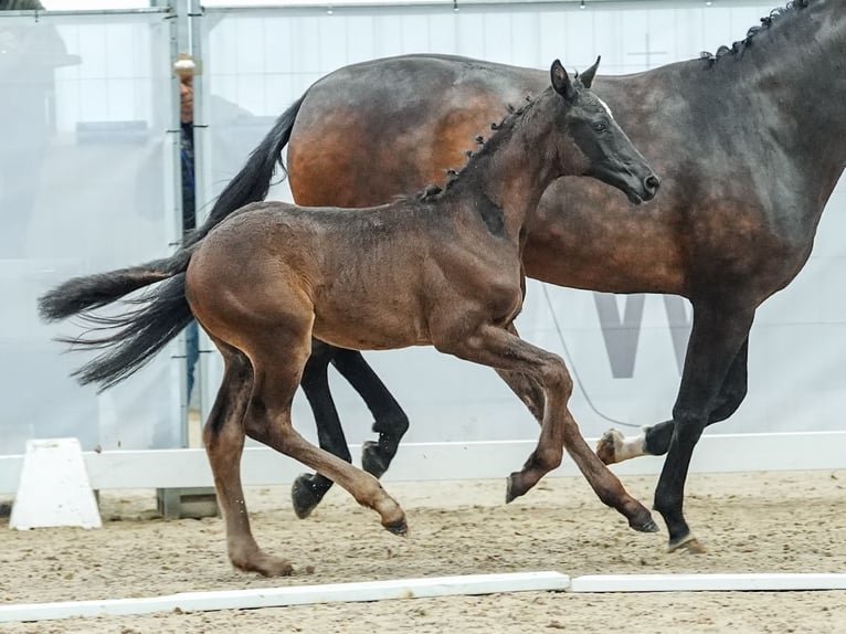 Westfaal Hengst veulen (04/2024) Zwartbruin in Werne