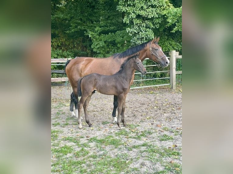Westfaal Hengst Veulen (05/2026) Zwartbruin in Gronau (Westfalen)