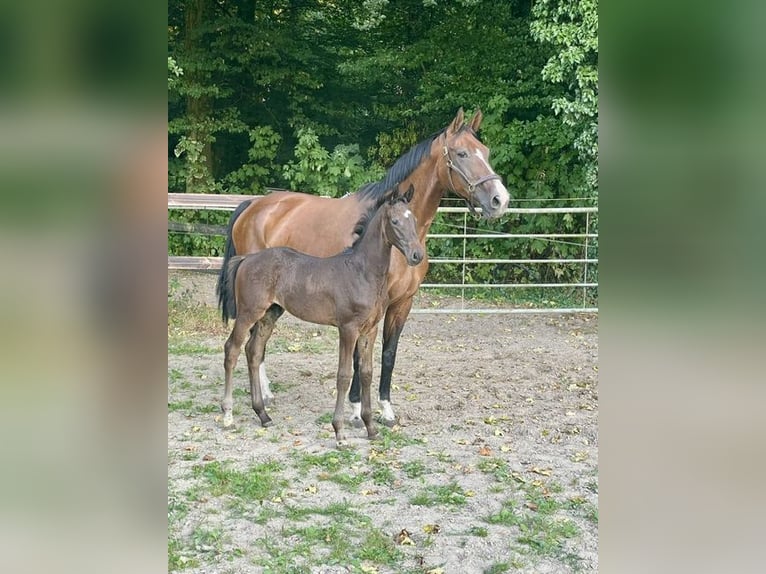 Westfaal Hengst Veulen (05/2026) Zwartbruin in Gronau (Westfalen)