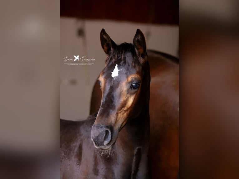 Westfaal Hengst veulen (04/2024) Zwartbruin in Neuenkirchen-Vörden